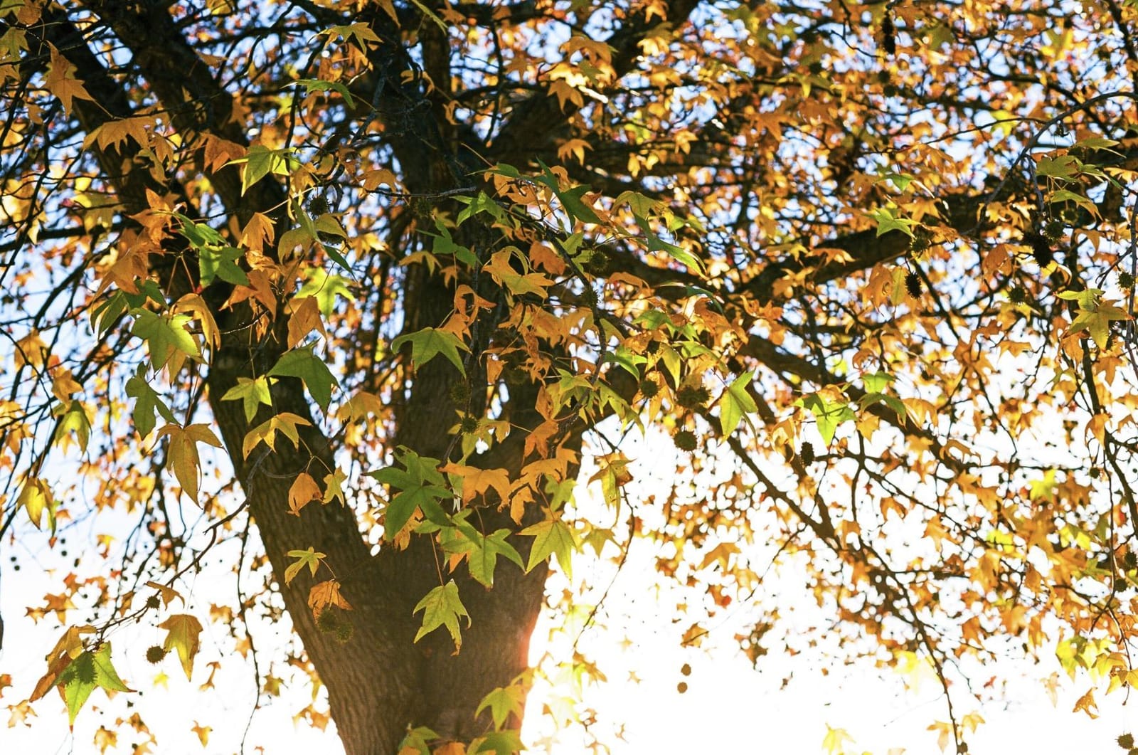 Kodak Ektar 100 Professional ISO 100, 35mm, 36 Exposures, Color Negative Film (Pack of 2) customer photo 2