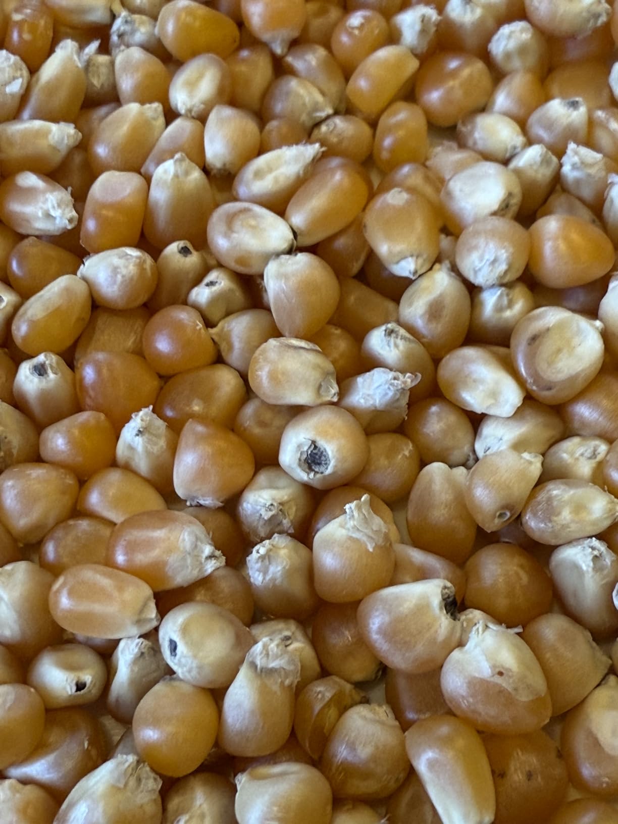 Anthony's Organic Yellow Popcorn Kernels, 3 lb, UnPopped, Gluten Free, Non GMO customer photo 1
