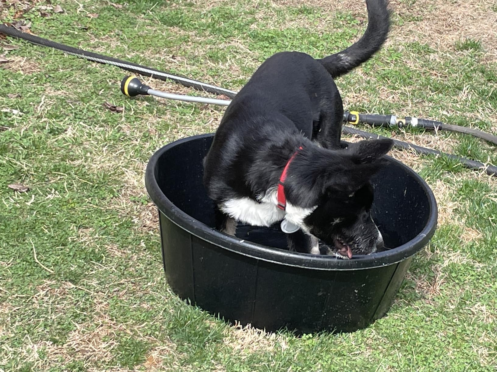 Fortex All Purpose Tub for Horses, 15-Gallon customer photo 1