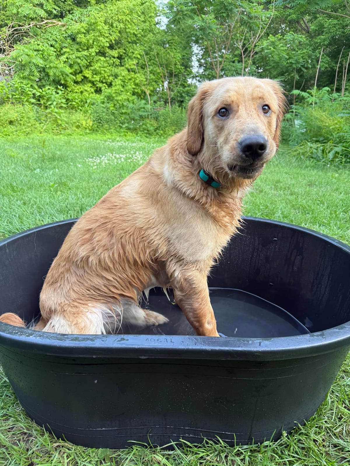 Little Giant® Poly Oval Stock Tank | Water Trough | Plastic Pond Tub | Heavy Duty Feeding & Watering Trough for Livestock | 100 Gallons customer photo 2