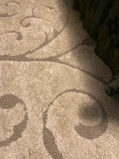 SAFAVIEH Area Rug 8x10 - Florida Shag Collection - Large - Cream & Beige, Scroll Design, Non-Shedding & Easy to Clean, High-Low Plush Pile, Ideal for Living Room, Bedroom, Dining Space (SG455-1113) customer photo 2
