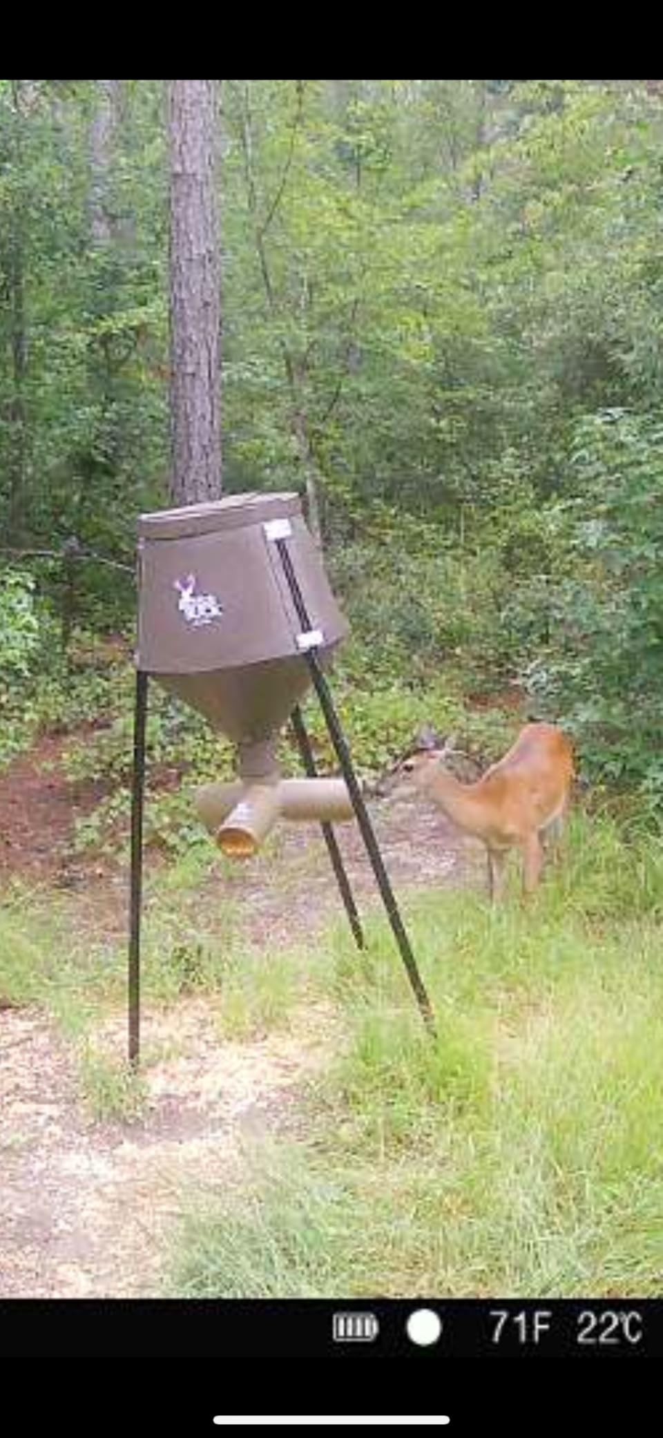 BOSS BUCK 350 LB Deer Feeder/Hunting Durable Lightweight Plastic UV Protected Windproof Waterproof Gravity Feed with Protein 3 Feed Tubes Head, Multi-Piece Round Legs customer photo 1