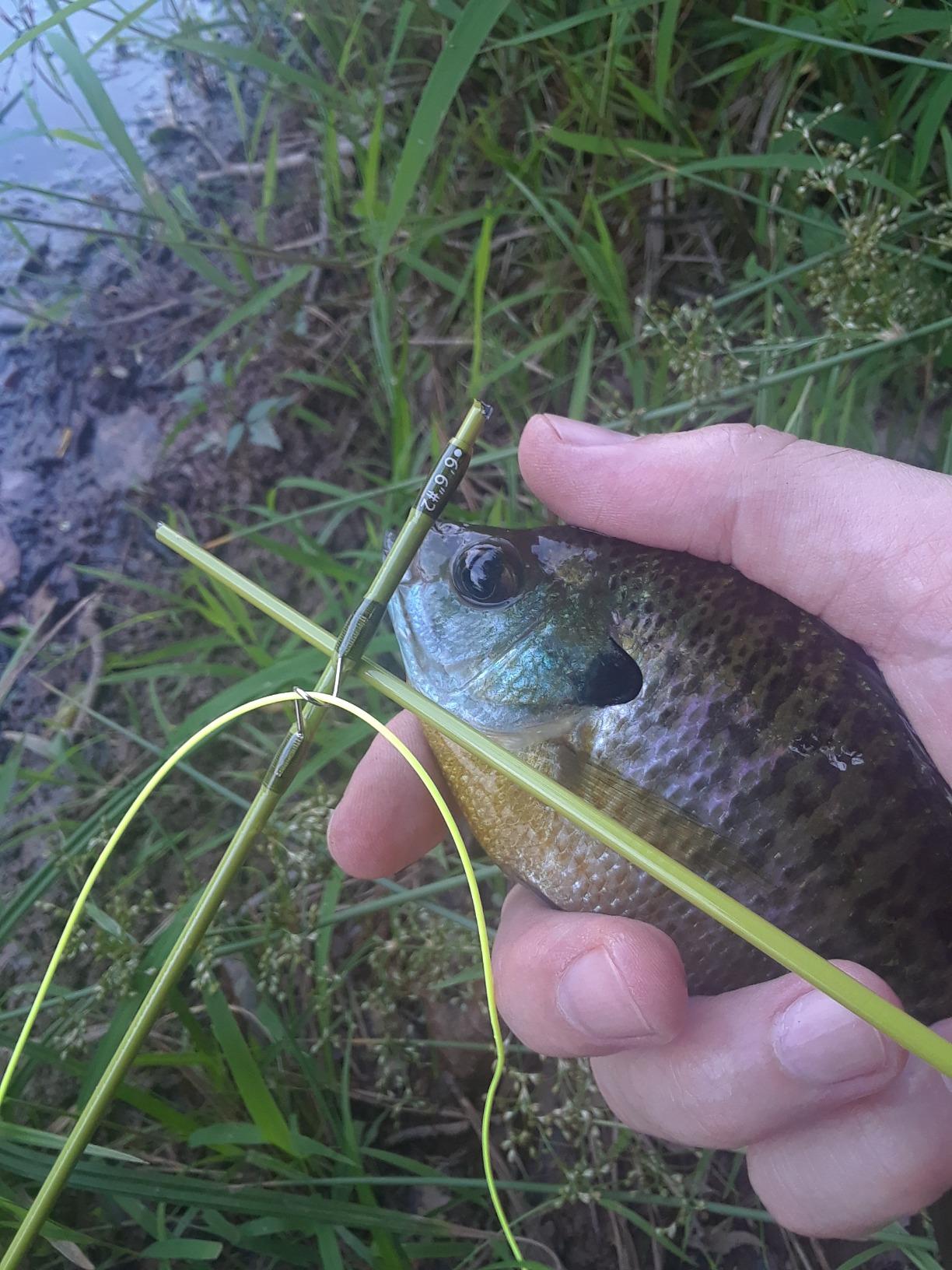 Maxcatch Ultra-Lite Fly Rod for Stream River Panfish/Trout Fishing 1/2/3 Weight and Combo Set Available customer photo 1