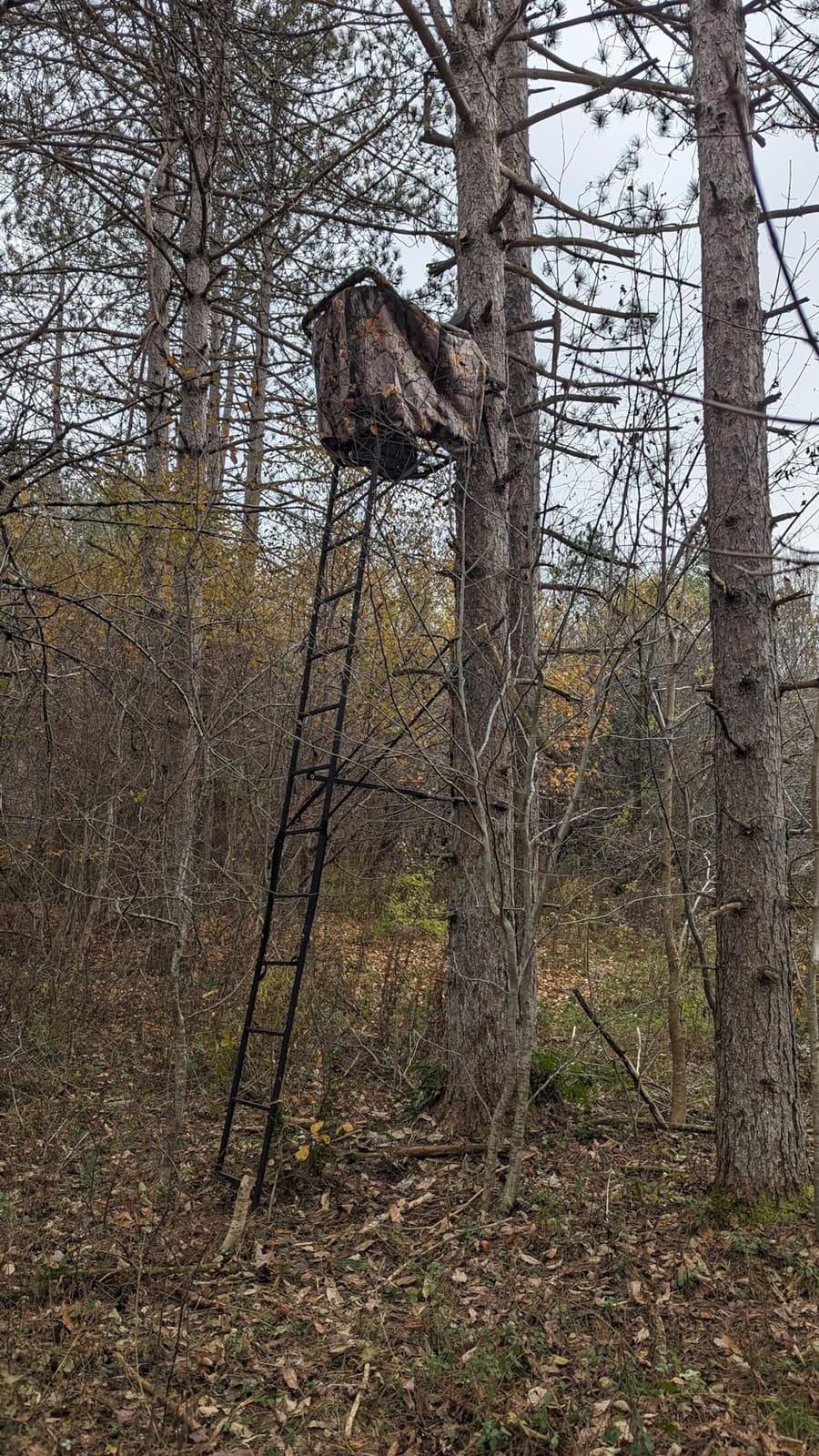 MUDDY Deer Hunting Climbing Adjustable Quiet Heavy-Duty Huntsman Deluxe 17 ft 1-Person Ladder Tree Stand customer photo 1