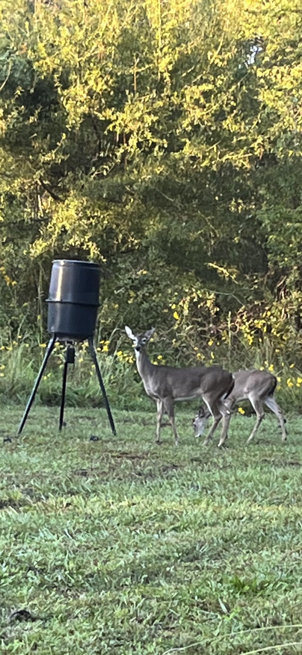 THUNDERBAY SPUR Collector 3 Person Hunting Blind, Portable Ground Blind with Silent Windows, Portable Durable Hunting Tent for Deer & Turkey Hunting customer photo 2
