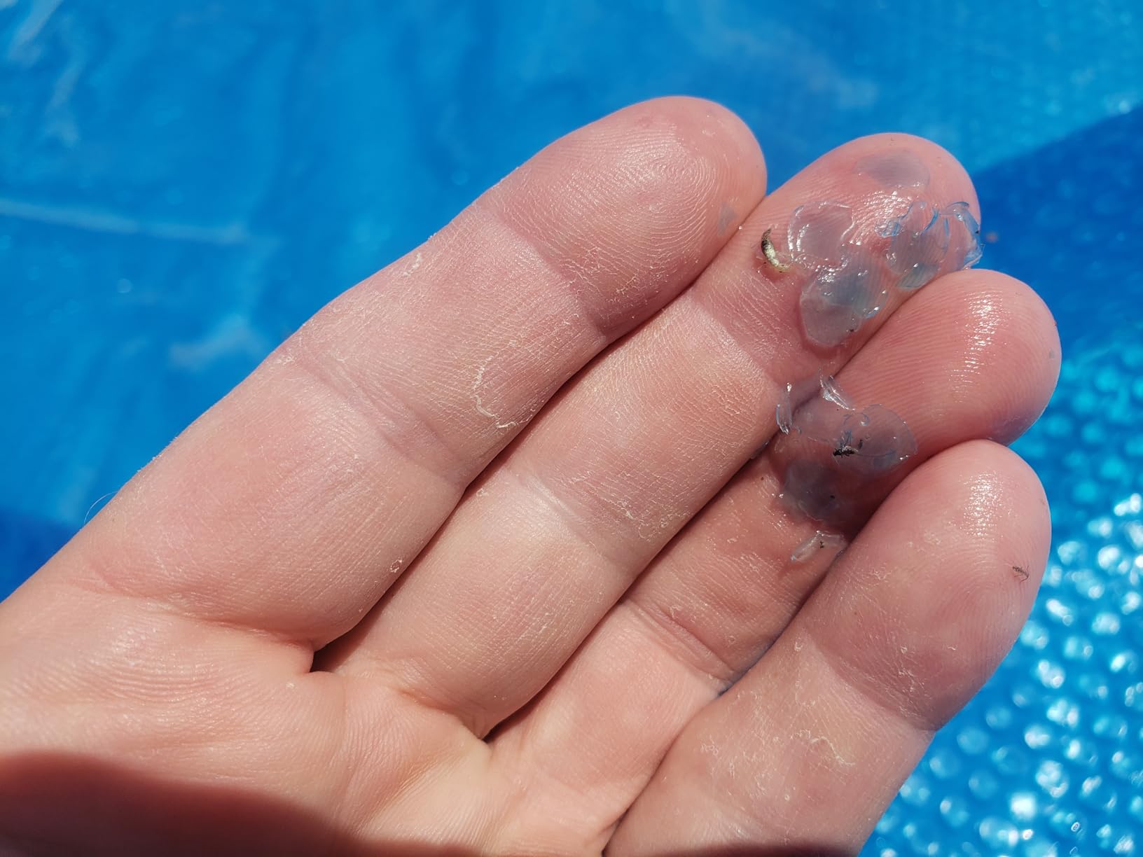 Doheny's Clear-Tek Micro Bubble Solar Pool Cover for Above Ground Swimming Pools | Increase Solar Energy Absorption, Retain Heat, Reduce Evaporation, Reduce Heat Loss & Save, 24 ft Round Blue 1600 customer photo 2