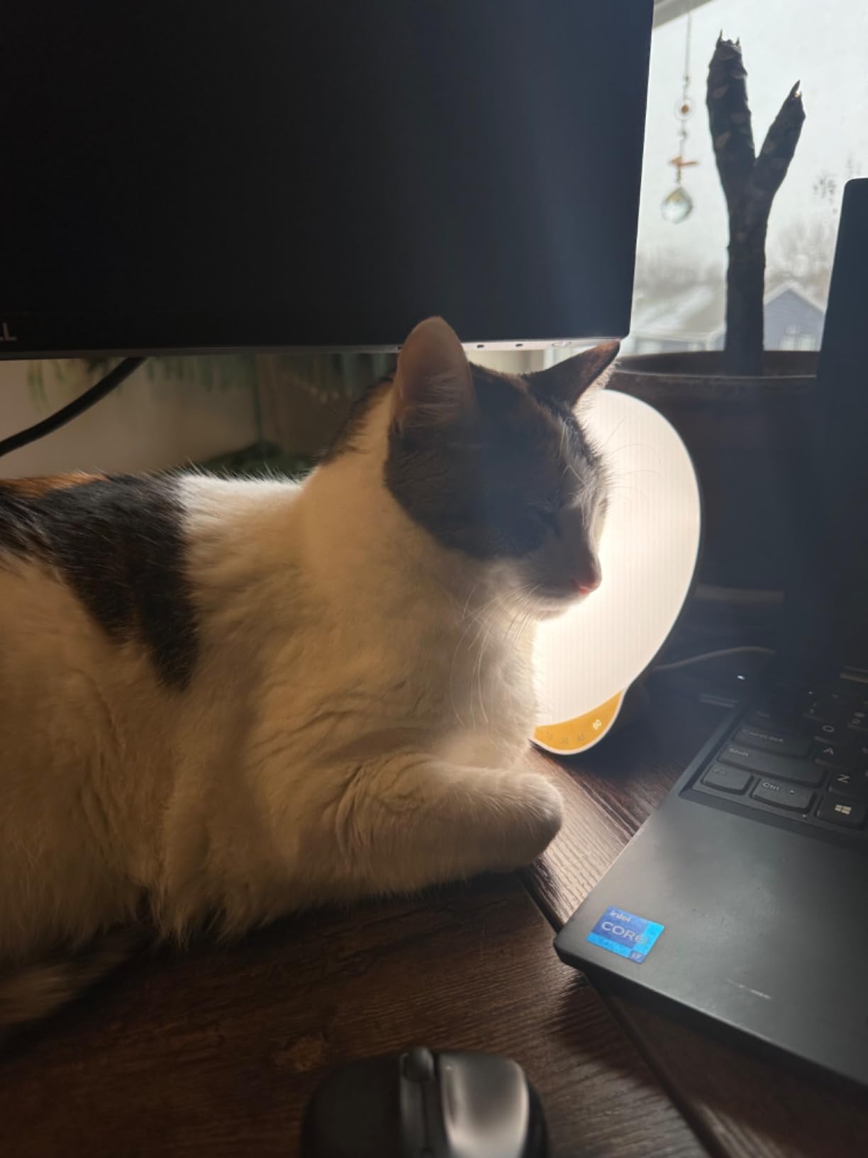 MediAcous Light Therapy Lamp, UV-Free 10000Lux Therapy Light with Timer customer photo 1