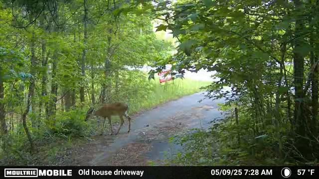 Moultrie Edge Cellular Trail Camera - 33MP, Built-in Memory customer photo 1