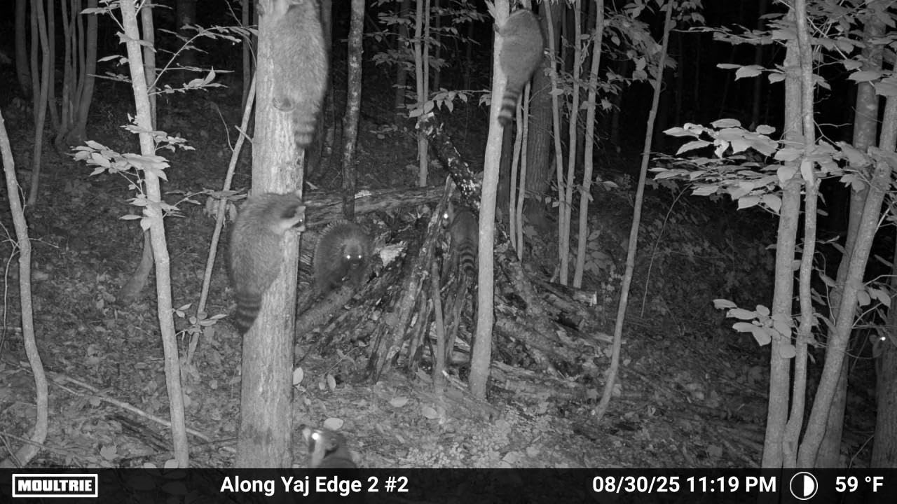 Moultrie Edge 2 Cellular Trail Camera customer photo 1