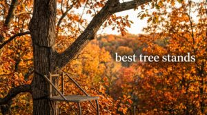 best tree stands
